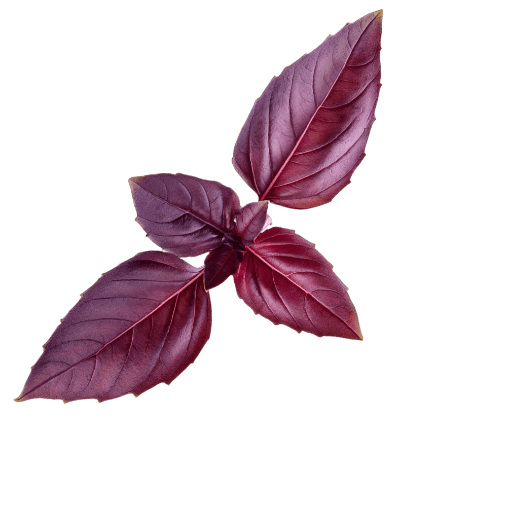 Milla Ayran Reyhanlı 1l